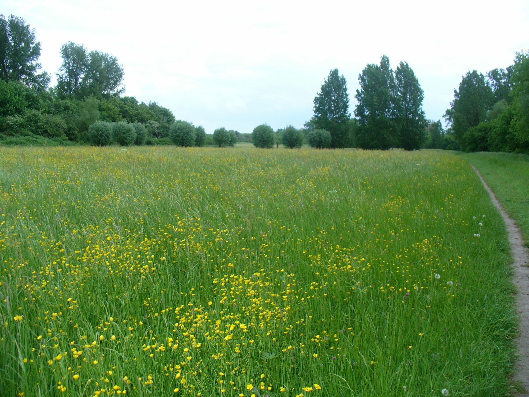 Ferienwohnung Rheinaue Keulen Buitenkant foto
